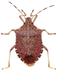 Stink bugs